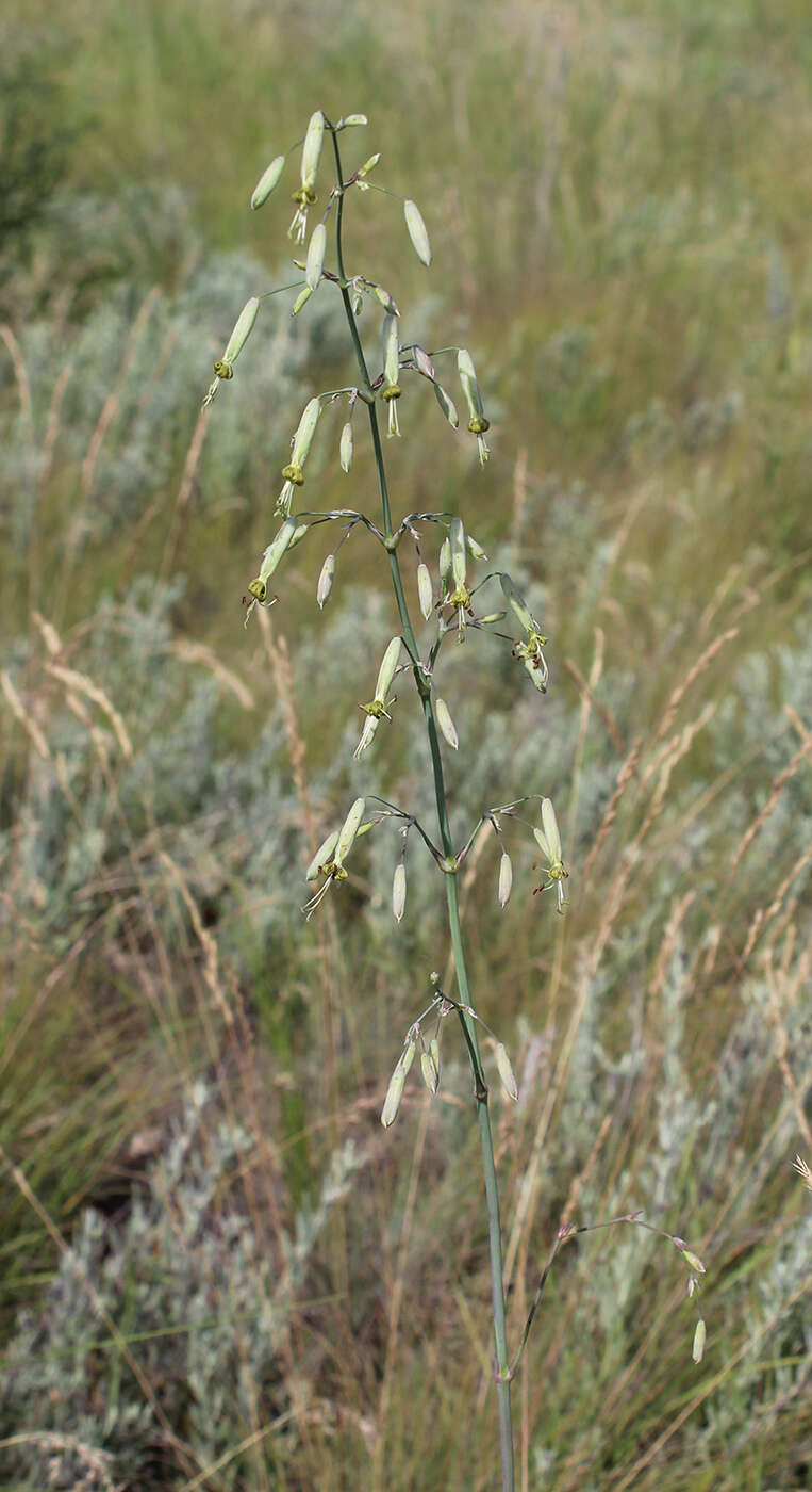 Image de Silene chlorantha (Willd.) Ehrh.