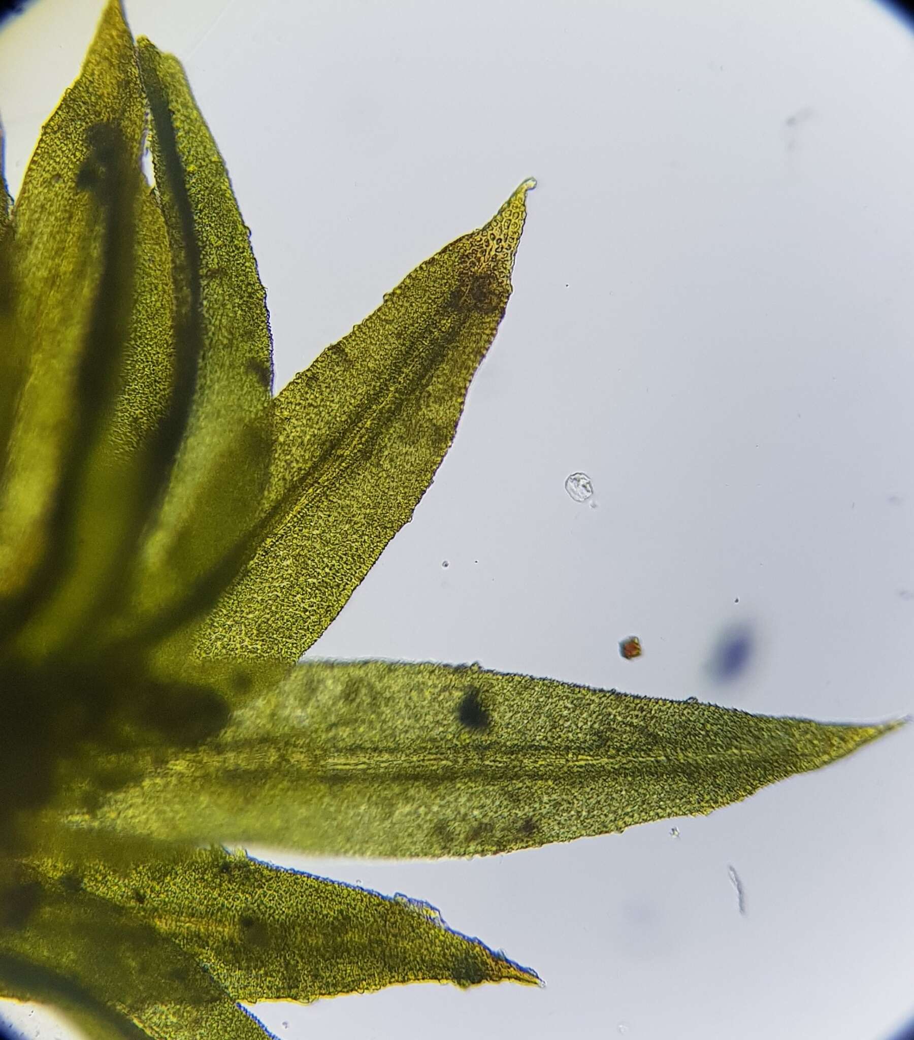 Image of zygodon moss