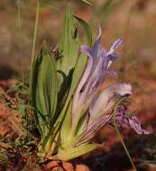 Babiana scabrifolia Brehmer ex Klatt resmi