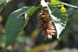 Image of European Hop-hornbeam