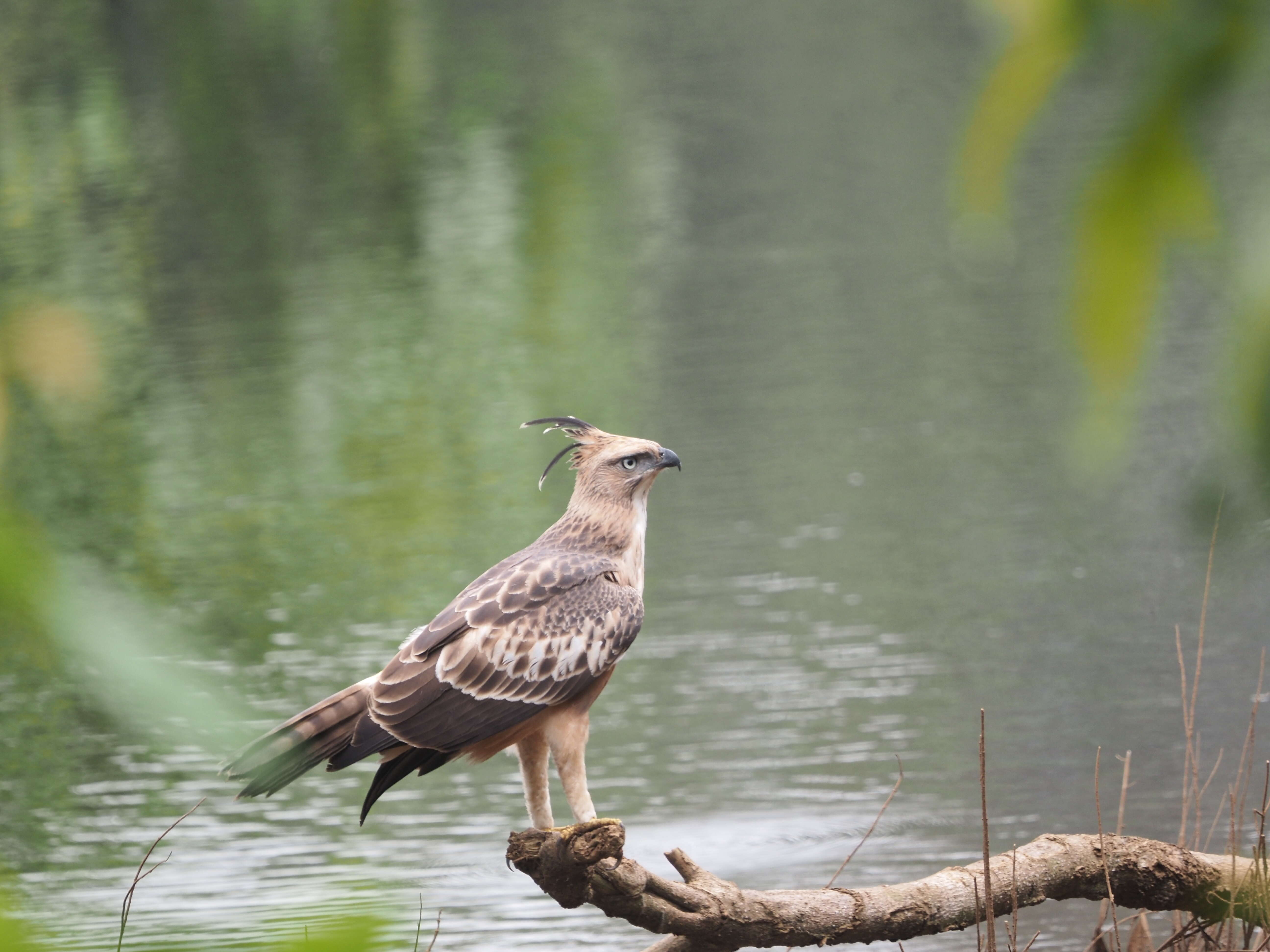 Nisaetus cirrhatus (Gmelin & JF 1788) resmi