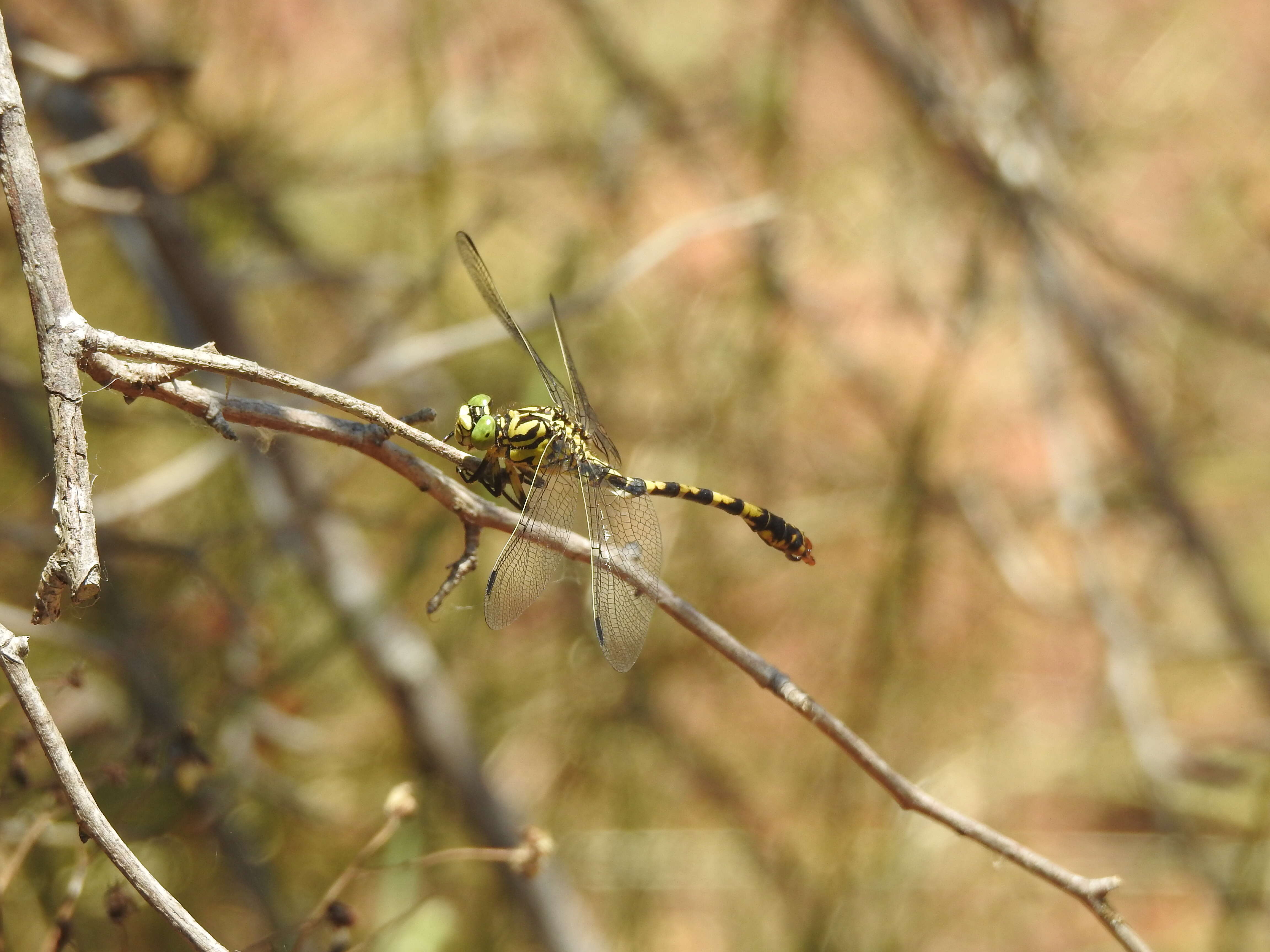 Image of Green-eyed Hooktail