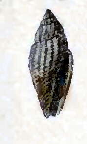 Image of Eucithara angiostoma (Pease 1868)