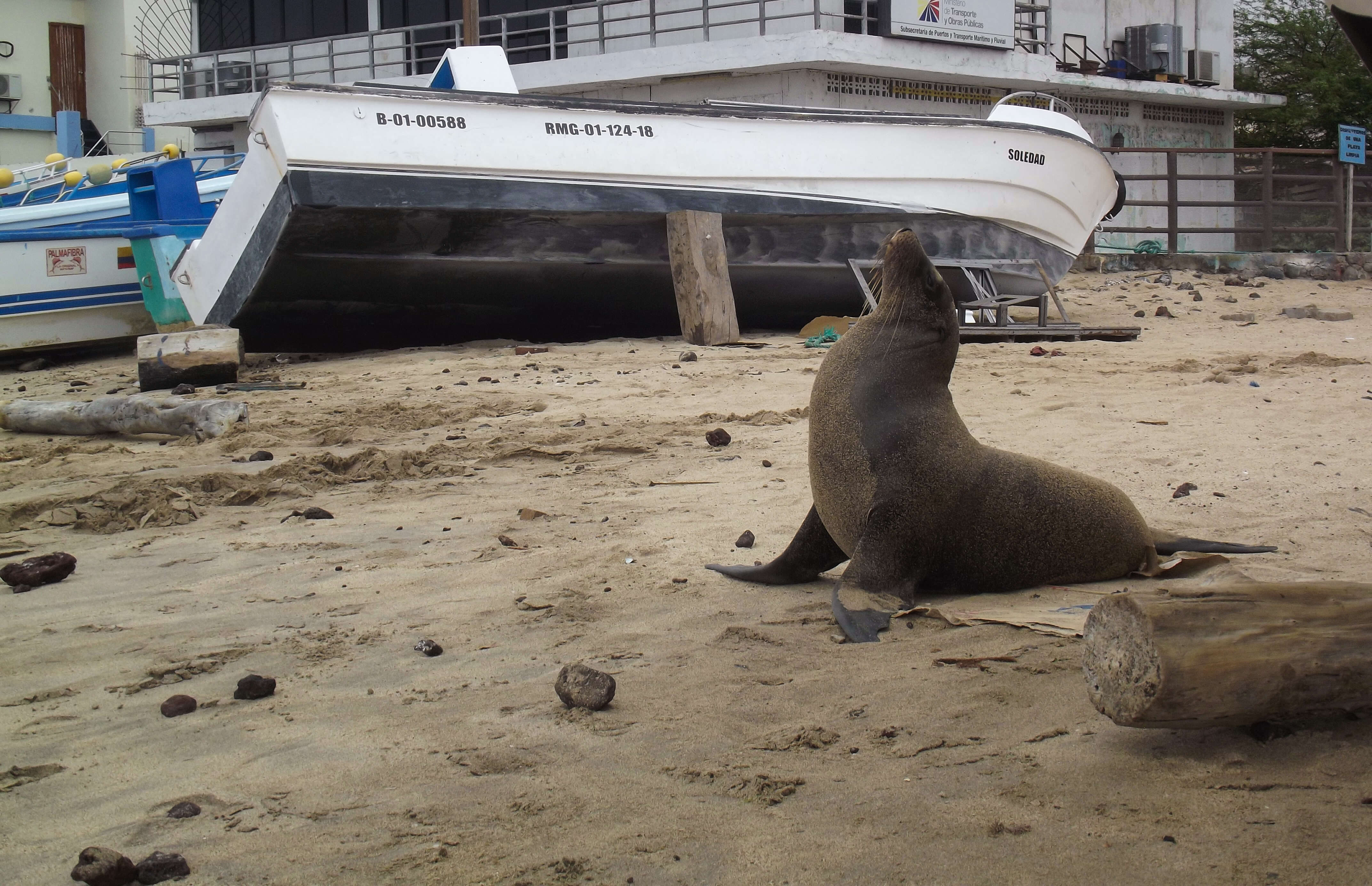 Image of Galapagos Fur Seal