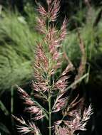 Sivun Calamagrostis pseudophragmites (Haller fil.) Koeler kuva