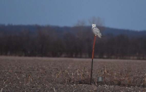 Image of Snowy Owl