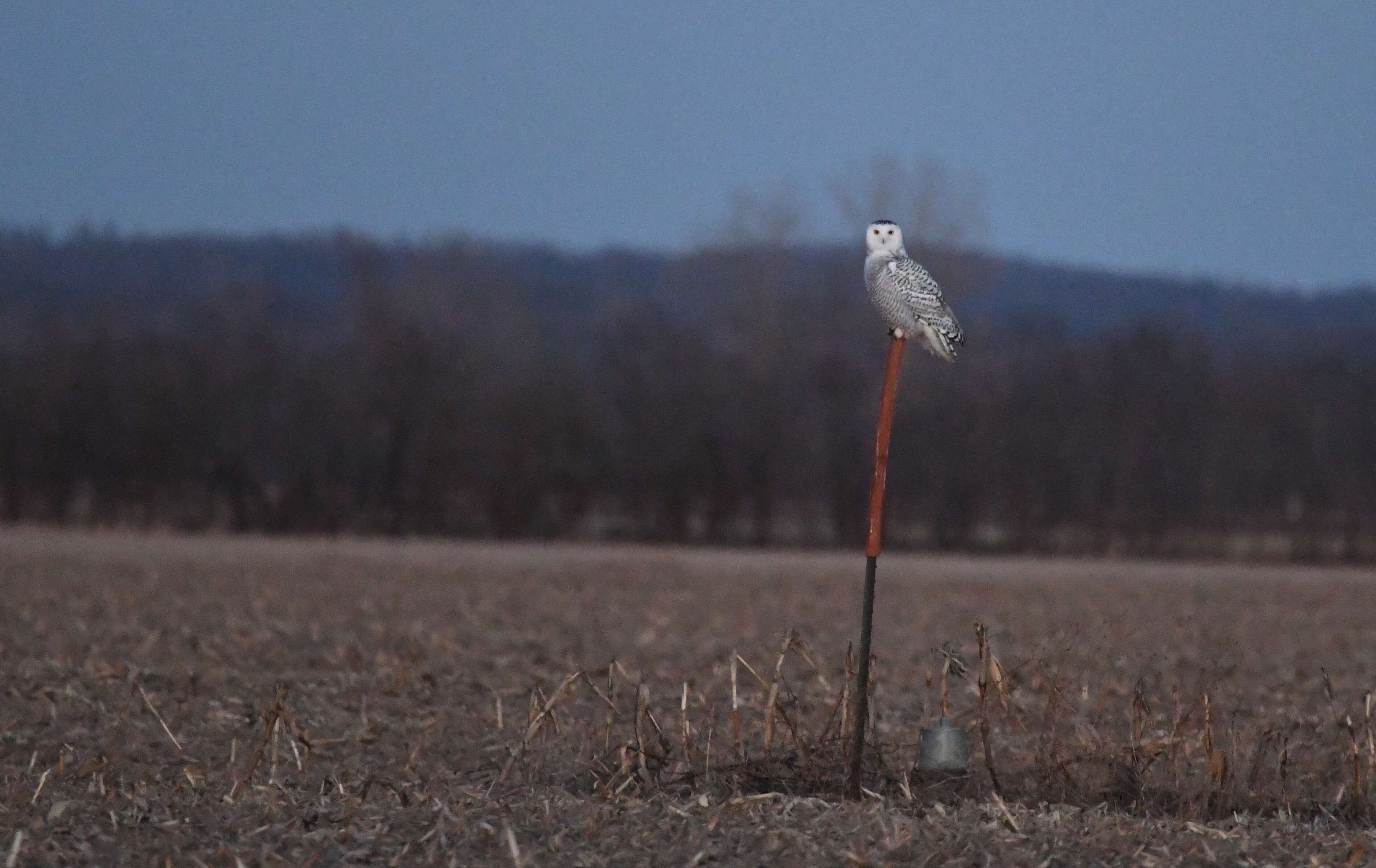 Image of Snowy Owl