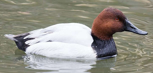 Image of Canvasback