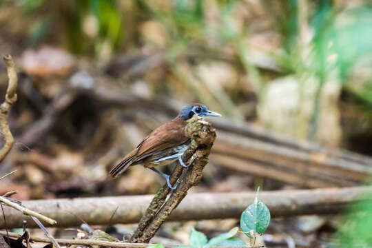 Image of Bicolored Antbird