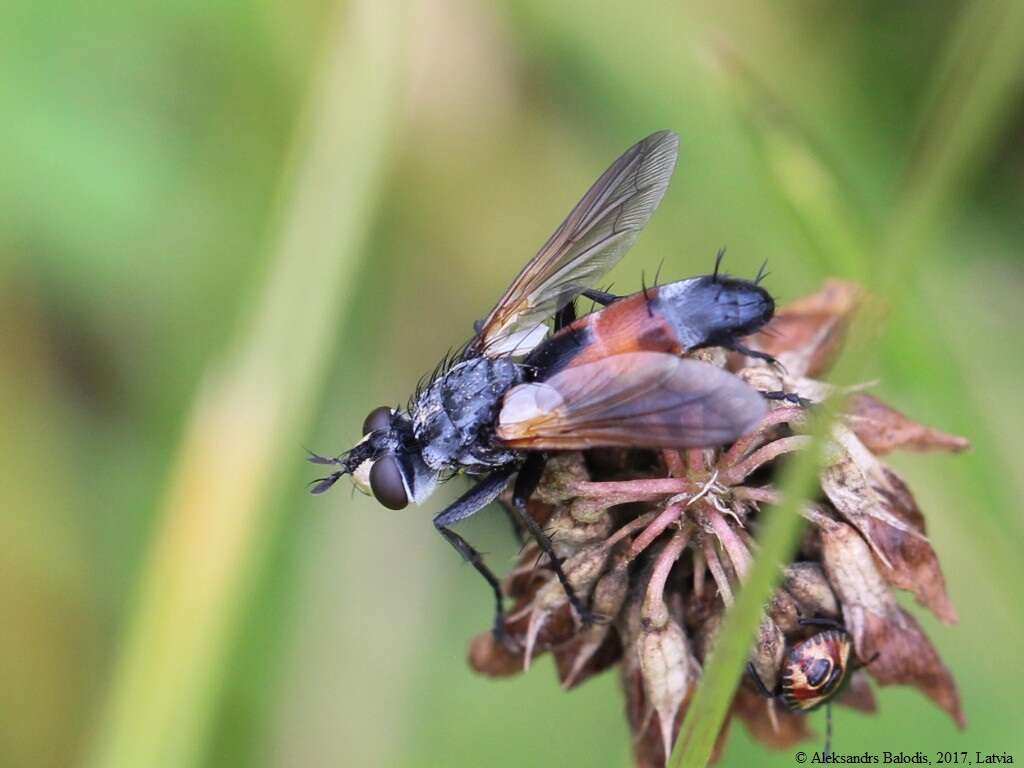 صورة Cylindromyia intermedia (Meigen 1824)