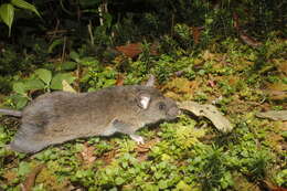 Image of Black-wristed Deer Mouse