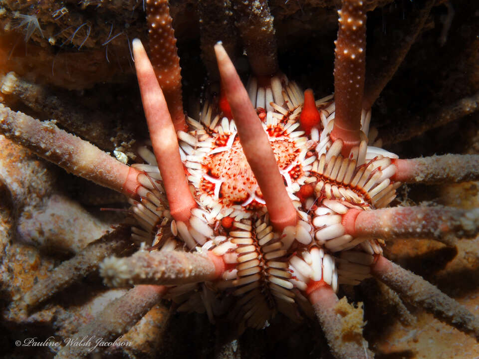 Image of slate pencil urchin