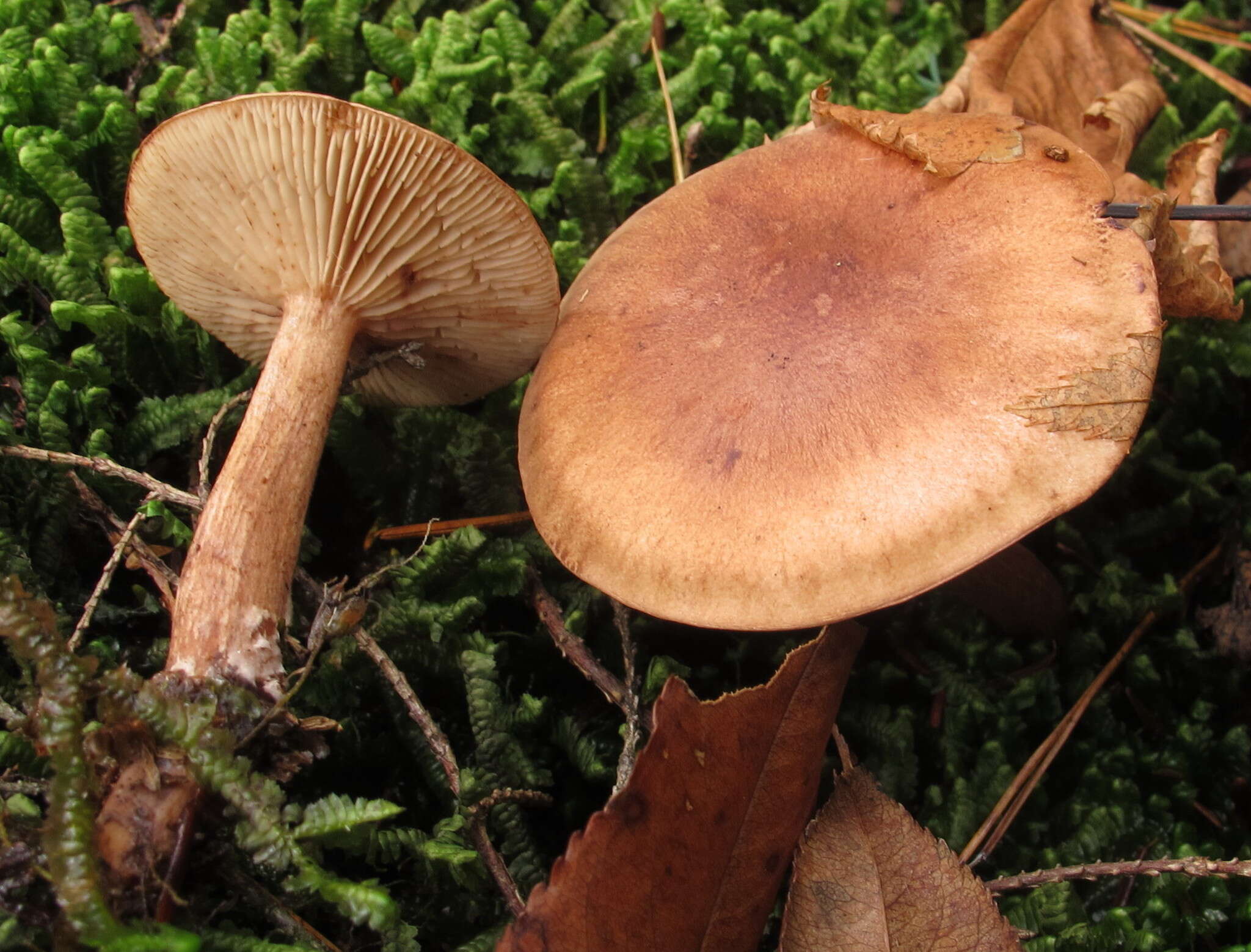 Image of Tricholoma fulvum (DC.) Bigeard & H. Guill. 1909