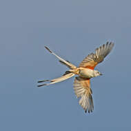 Image of Scissor-tailed Flycatcher