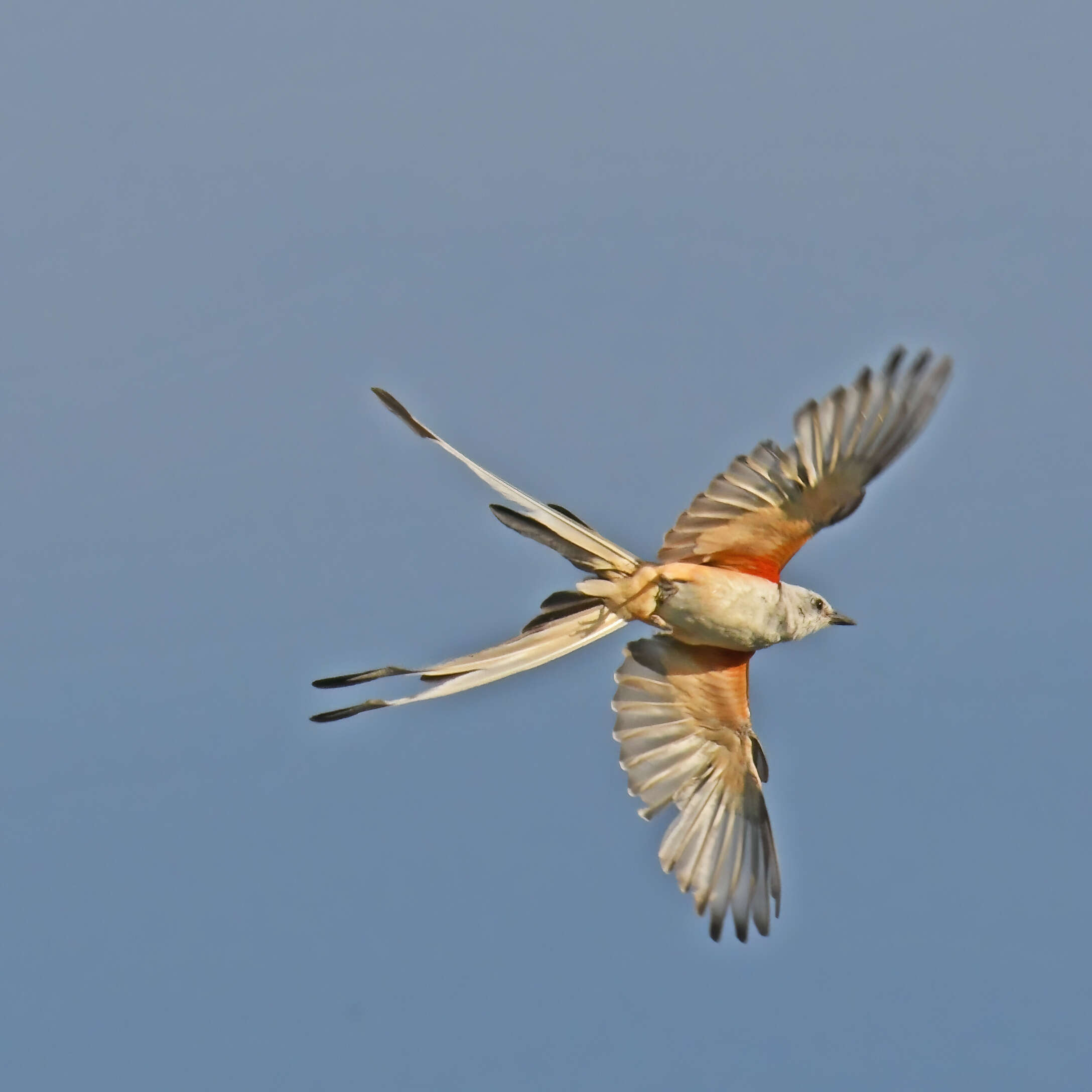 Image of Scissor-tailed Flycatcher