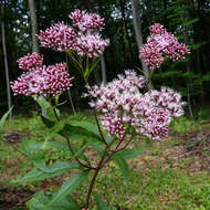 Image of hemp agrimony