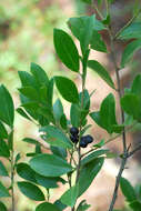 Image of large gallberry