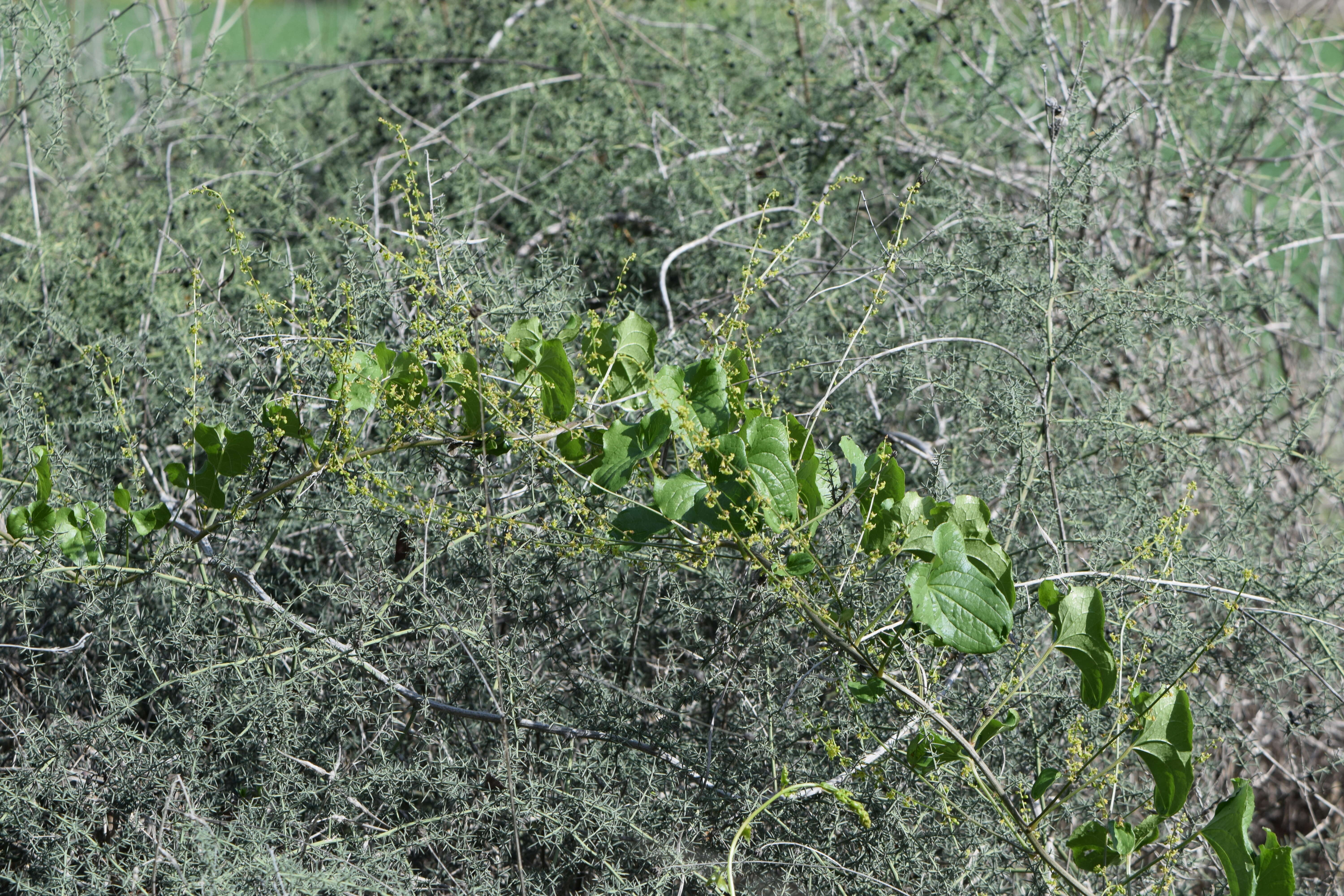 Image of Dioscorea communis (L.) Caddick & Wilkin