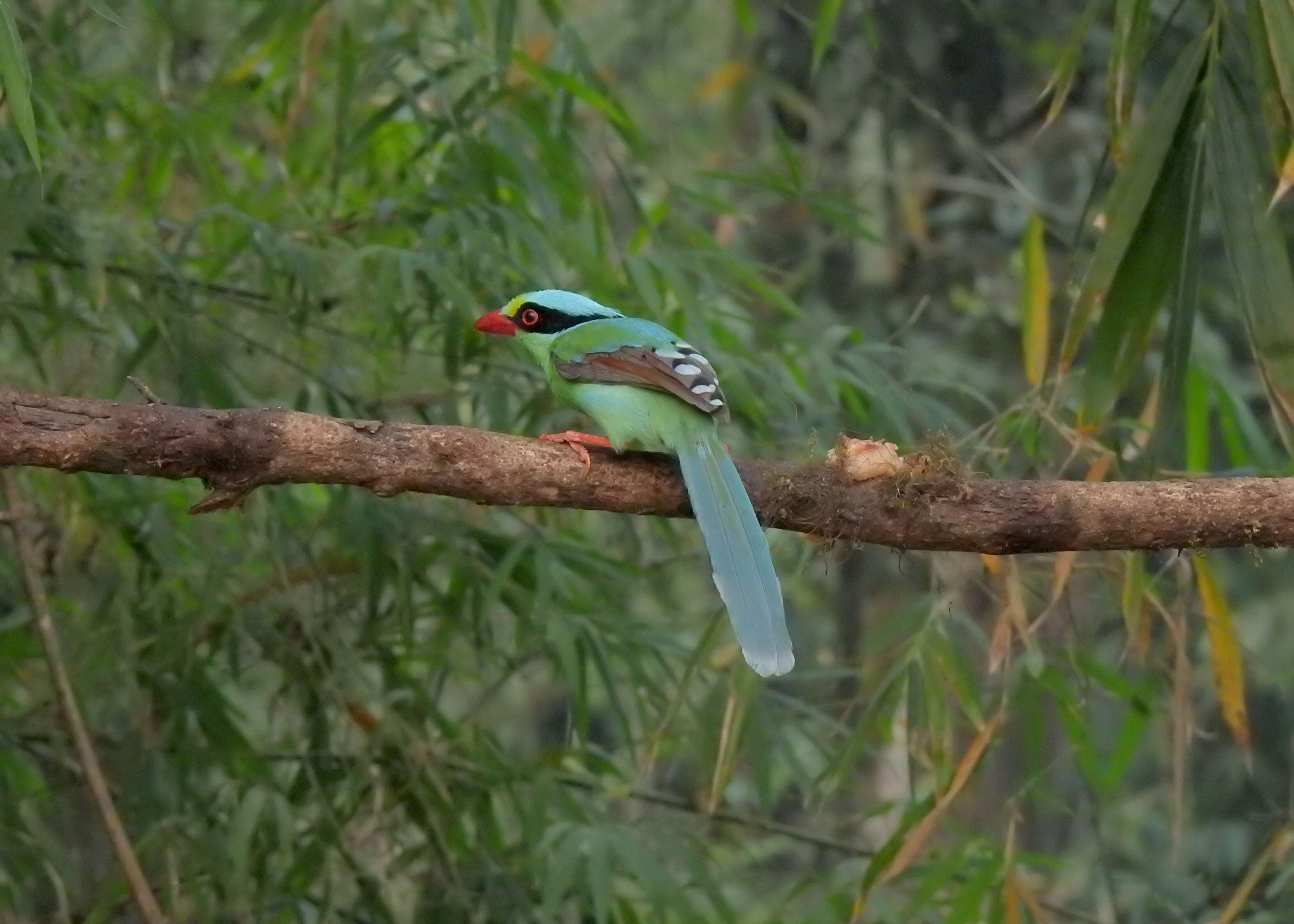 Image of Common Green Magpie