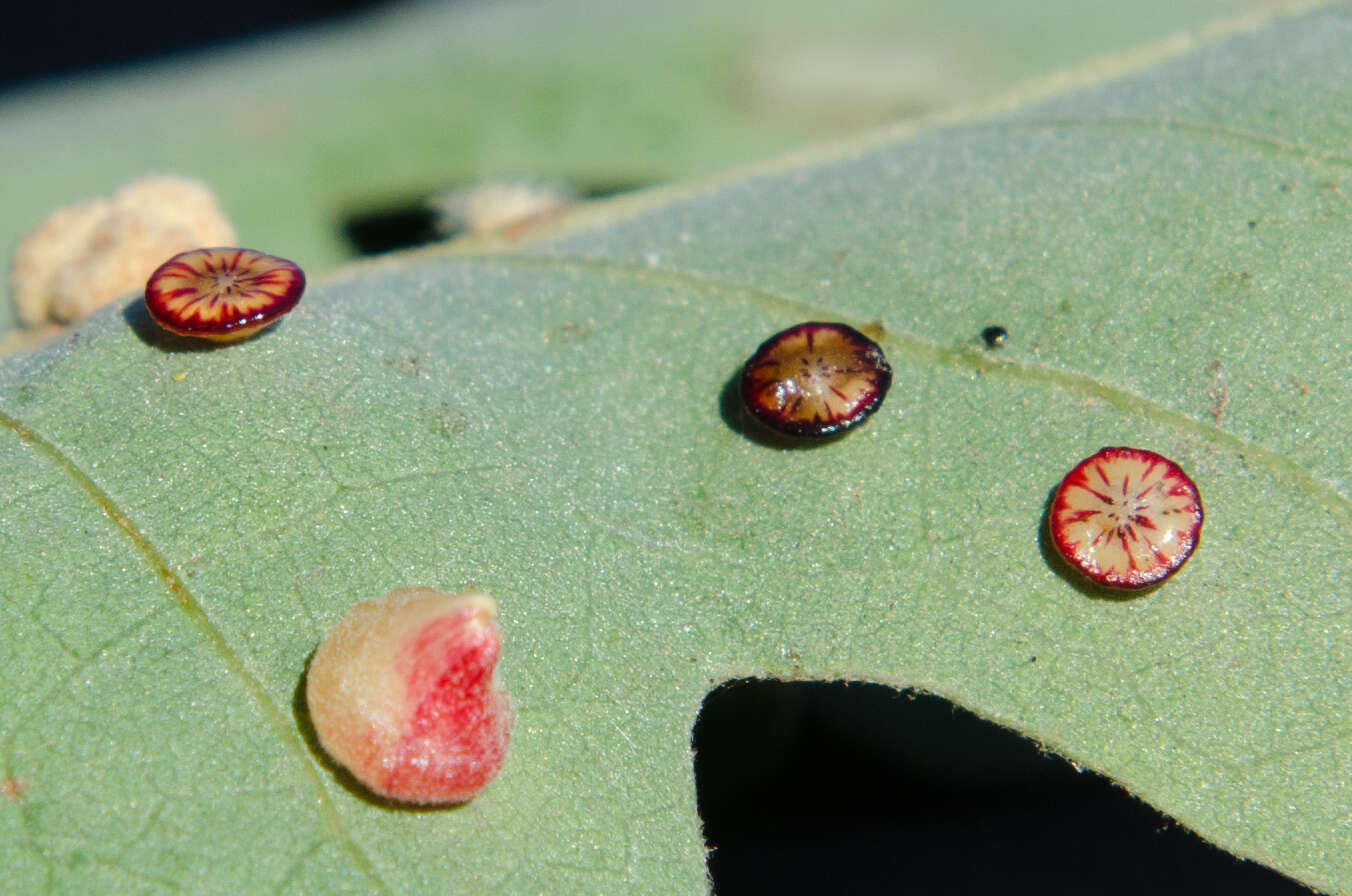 Image of Red Cone Gall Wasp