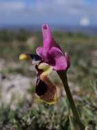 Image of Sawfly orchid