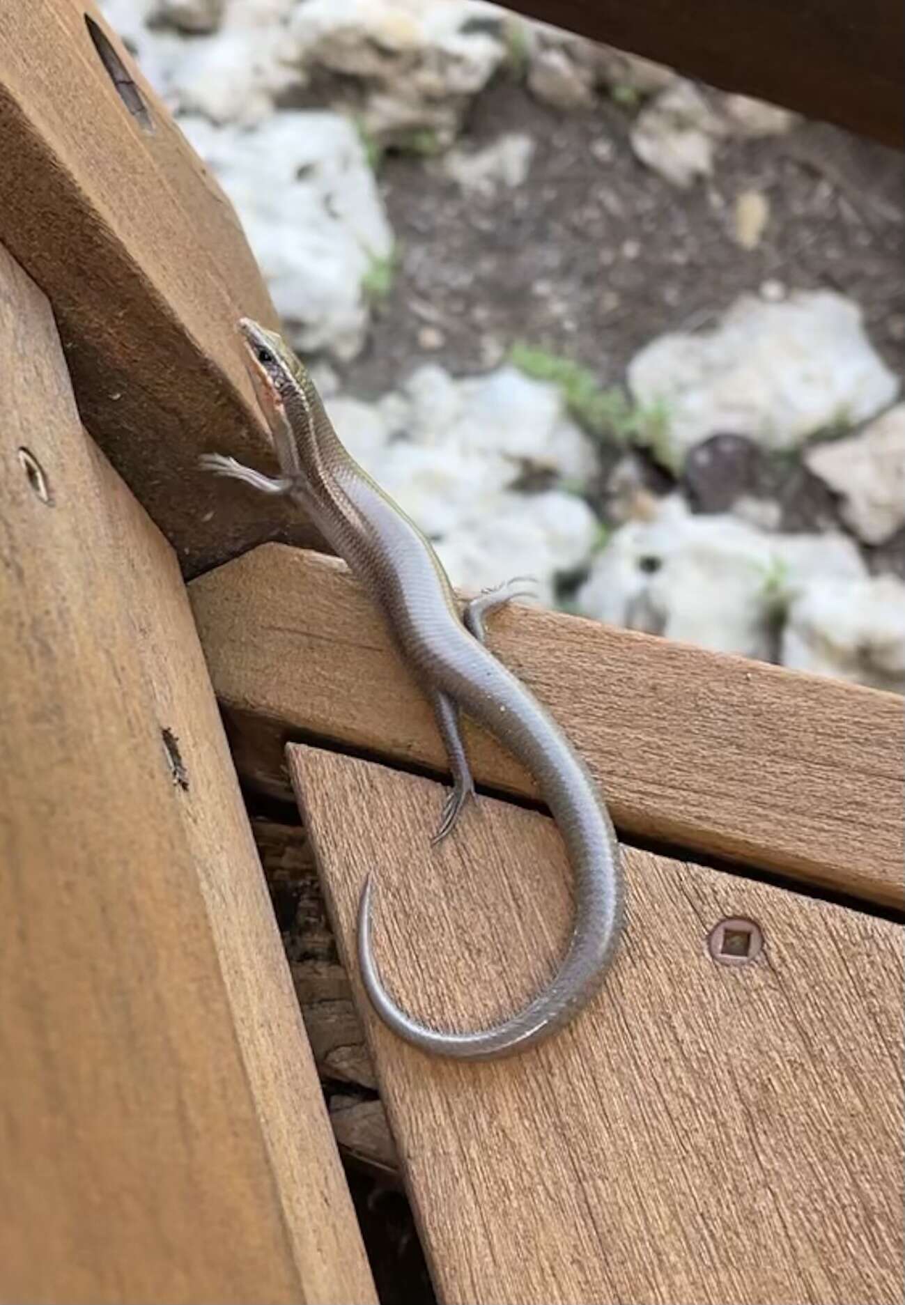 Image of Four-lined Skink