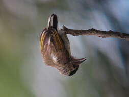 Image of Plain-breasted Piculet