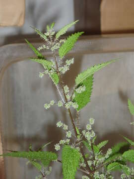 Image of nettle