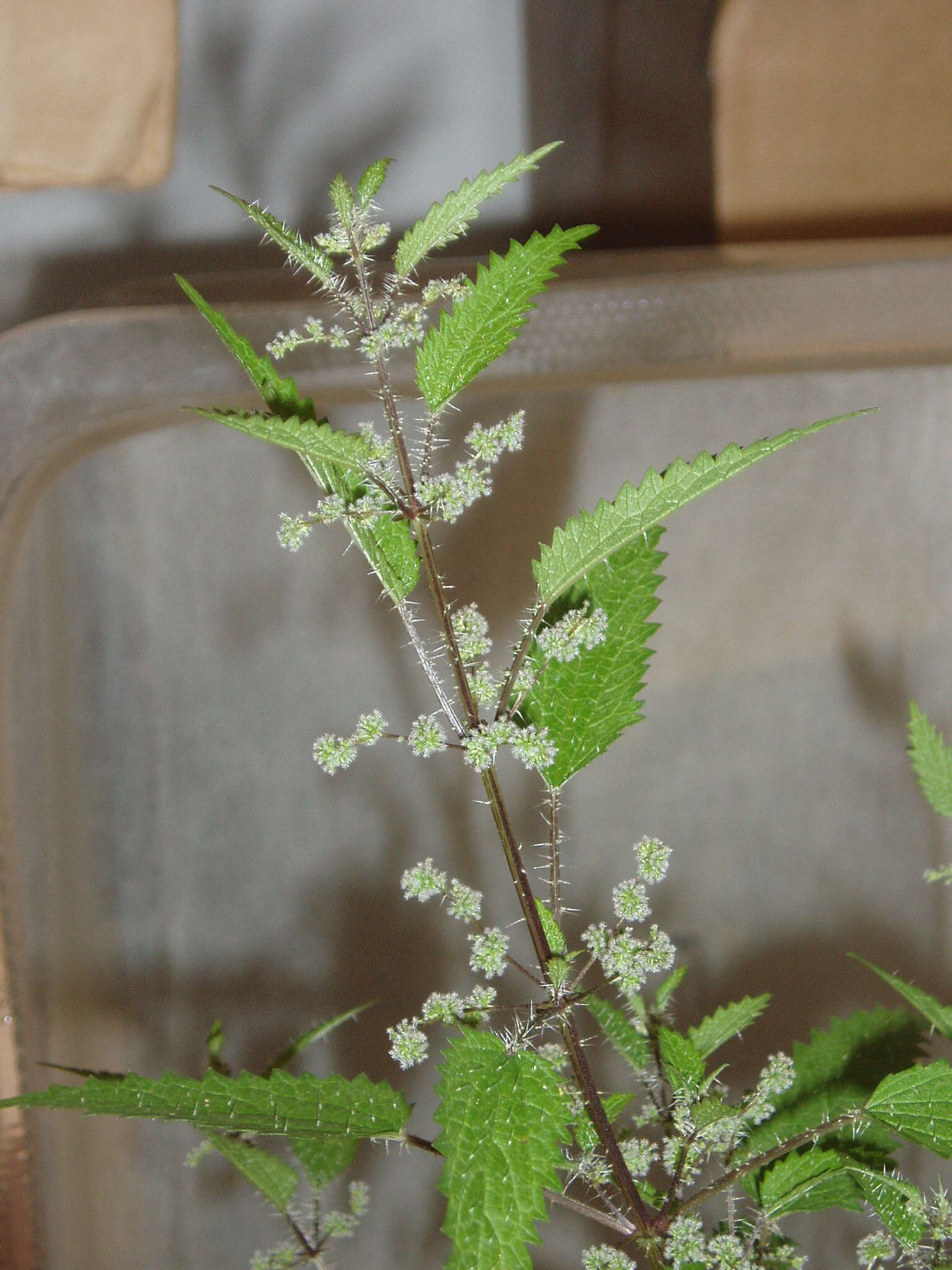 Image of nettle