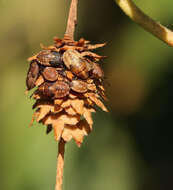 Image of Birch Catkin Bug