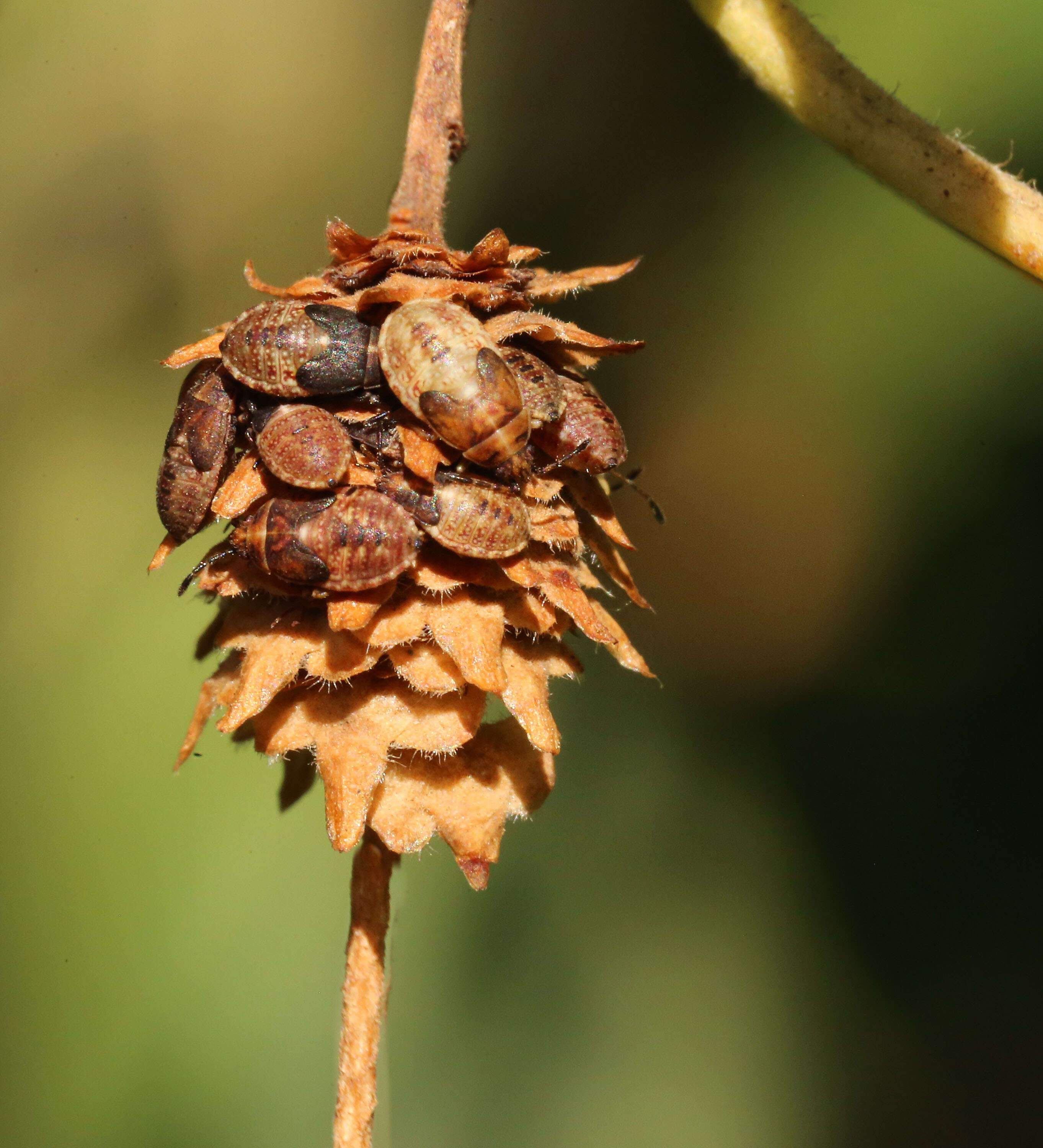 Image of Birch Catkin Bug