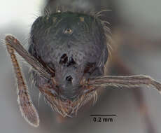 Image of Monomorium trageri Du Bois 1986