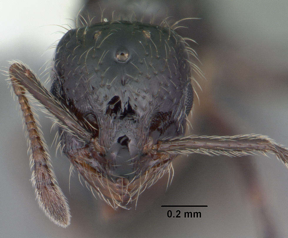 Image of Monomorium trageri Du Bois 1986