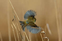 Image of Common Chiffchaff