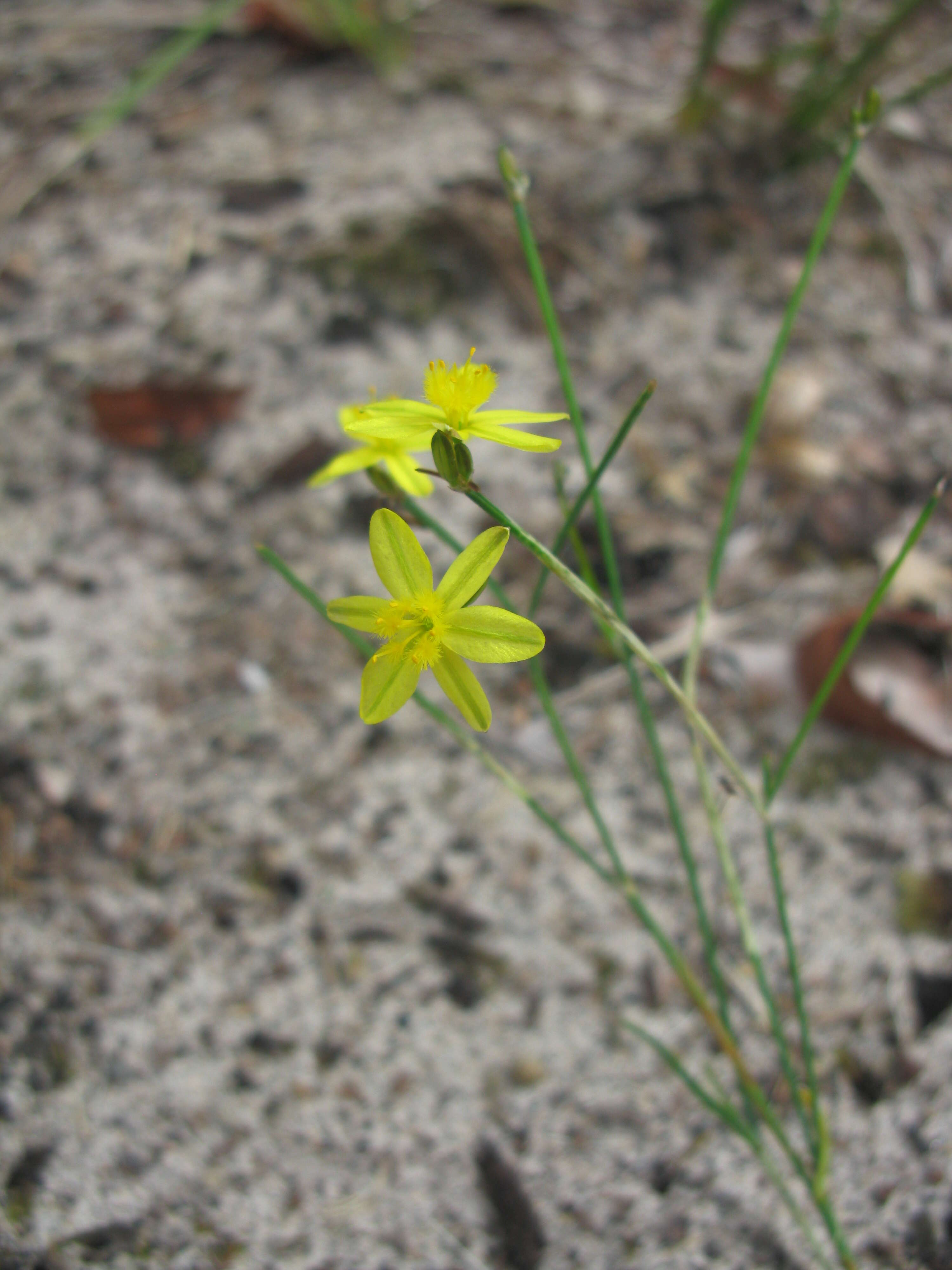 Image of Tricoryne elatior R. Br.