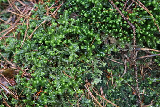 Image of greater whipwort