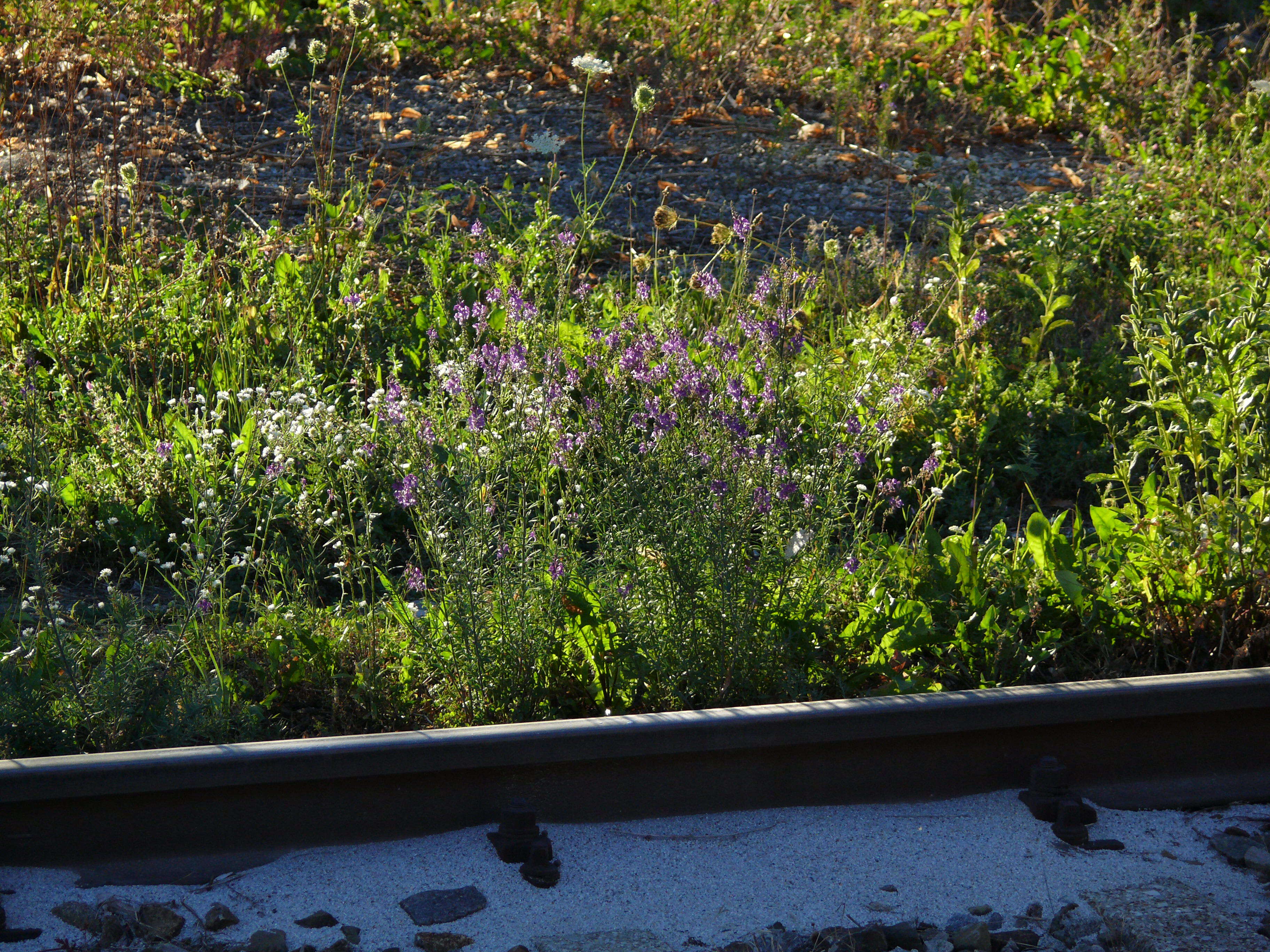 Plancia ëd Linaria purpurea (L.) Mill.