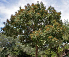 Image of threeleaf soapberry