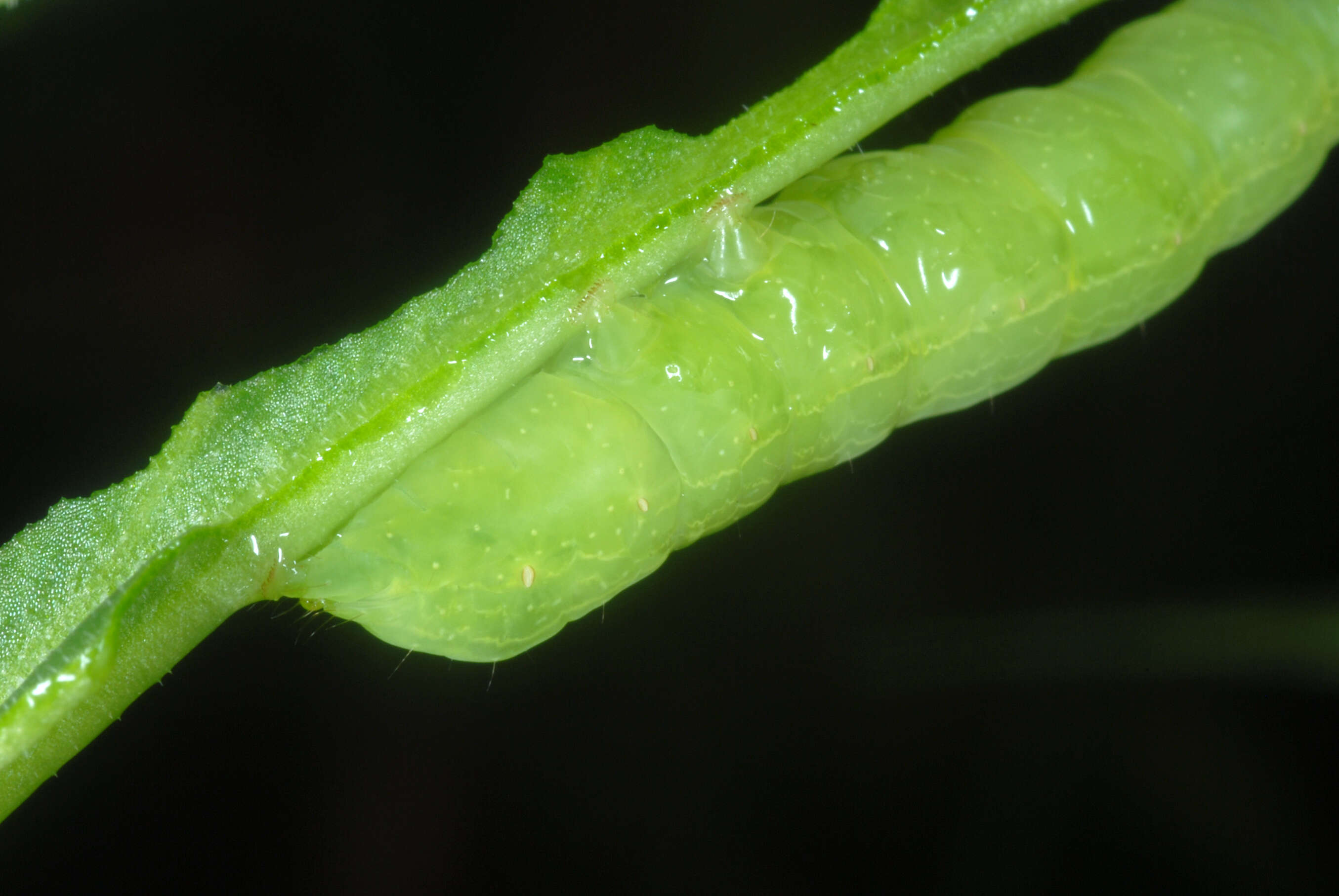 Image of Pink-washed Looper Moth