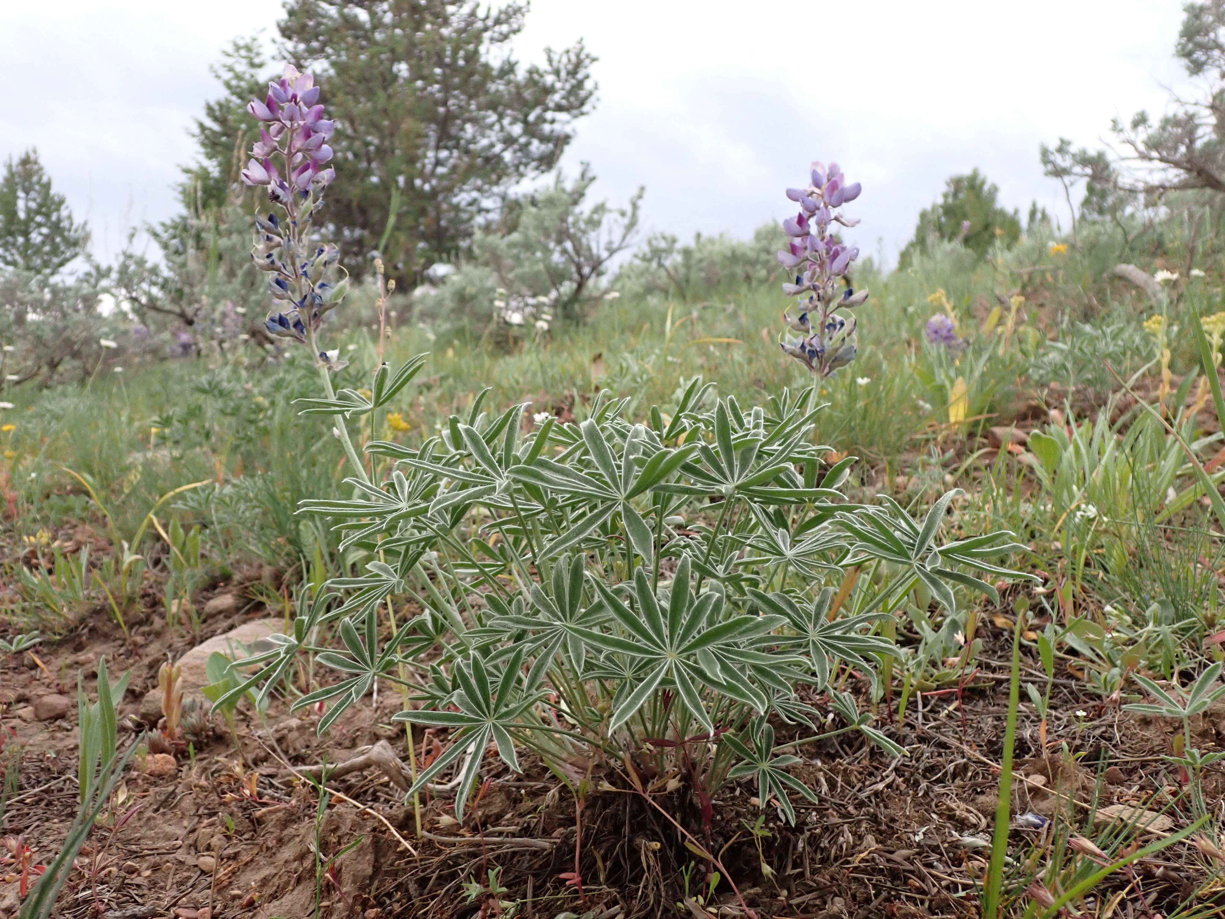 Plancia ëd Lupinus polyphyllus Lindl.