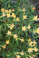 Image of southern bush monkeyflower