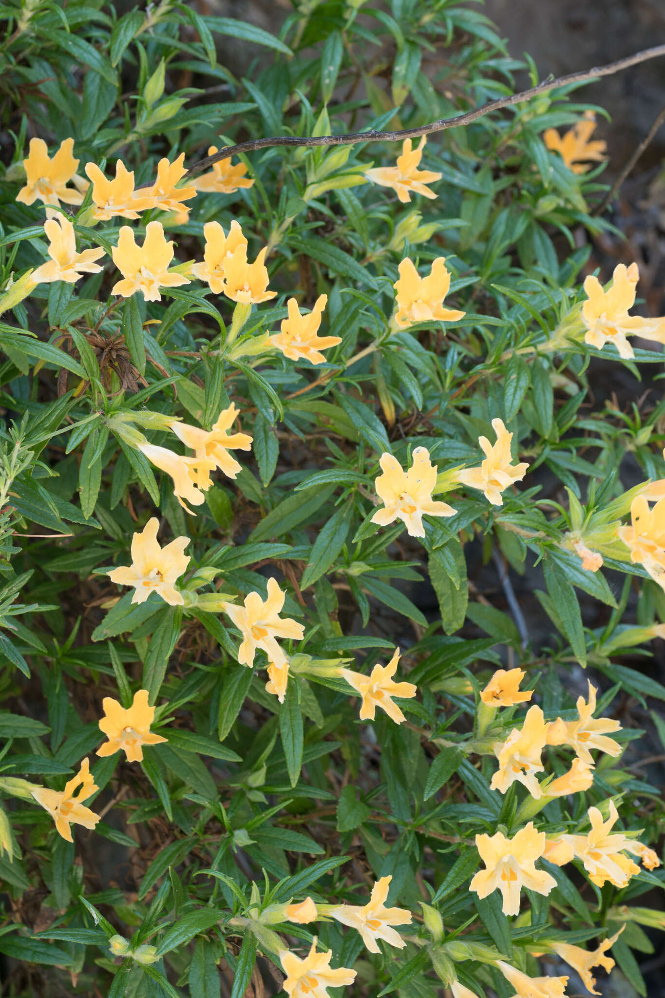 Image of southern bush monkeyflower