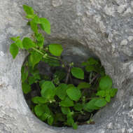 Image of Theligonum cynocrambe L.