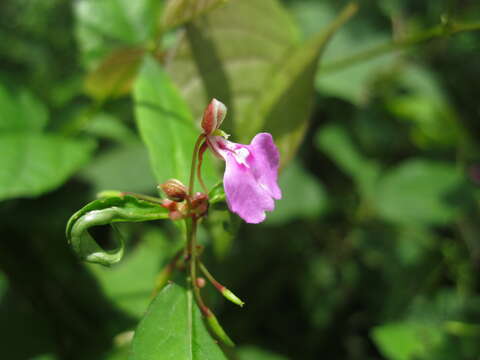 Image of Impatiens minor (DC.) S. S. R. Bennet