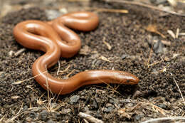 Image of Northern Rubber Boa