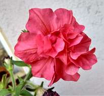 Image of petunia