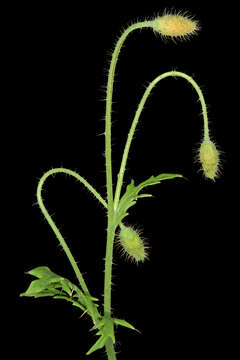 Image of Orange poppy