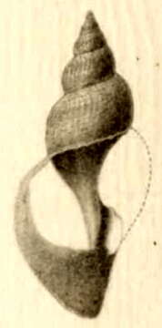 Image of Phymorhynchus alberti (Dautzenberg & H. Fischer 1906)