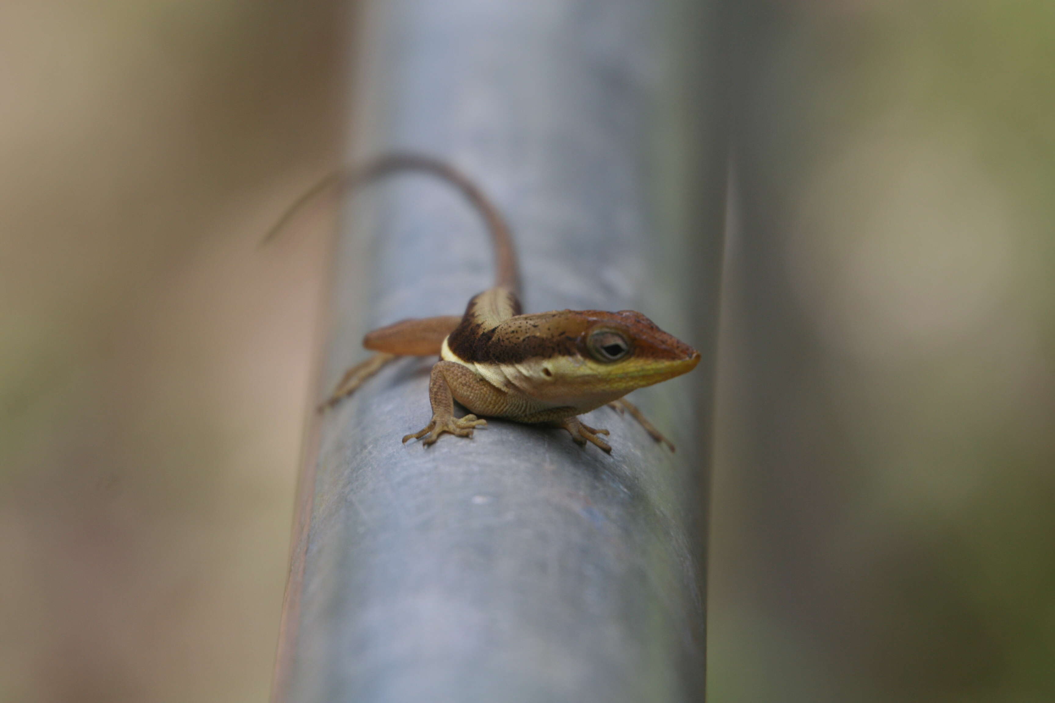 Image of Anolis krugi Peters 1877