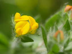 Image of hairy bird's-foot trefoil